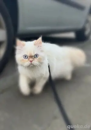 Perser Katze