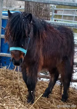 Shetty Stuten und Wallache 