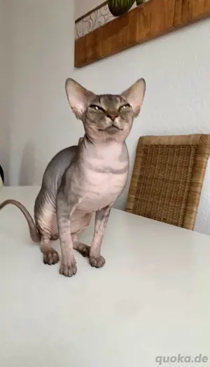 Spynx Deckkater. Erfahren und gesund!