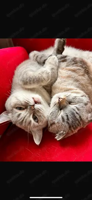 Drei britisch Kurzhaarschnitt Katzen abzugeben 