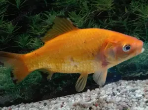 Goldfisch Zitronengelb