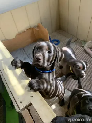 Labrador Retriever Welpen zum Verkauf verfügbar