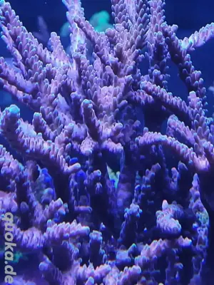 Acropora Dragon Breath Ableger Korallen Sps lps Meerwasser 