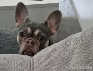 Französische Bulldogge 