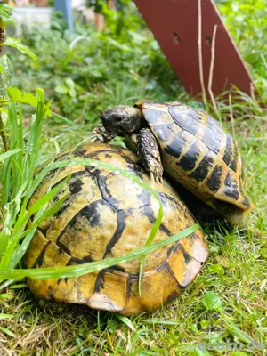 Griechische Landschildkröten Nachzucht 2025 Bild 6