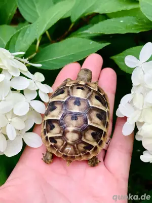 Griechische Landschildkröten Nachzucht 2025 Bild 4