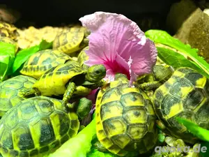 Griechische Landschildkröten Nachzucht 2025 Bild 5
