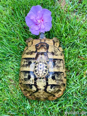 Griechische Landschildkröten Nachzucht 2025 Bild 3