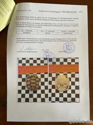 Griechische Landschildkröten Nachzucht 2025 Bild 10
