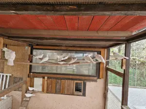 Lachtauben abzugeben Bild 4