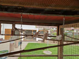 Lachtauben abzugeben Bild 3