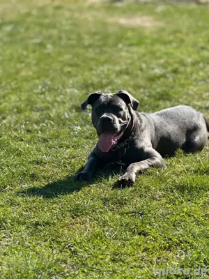 Cane Corso Wurfankündigung mitte Juni