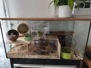 Zwerg Hamster & Gehege + Zubehör 