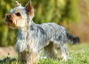 Yorkshire Terrier - Deckrüde