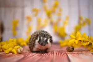Afrikanisches Weissbauchigel Weibchen 