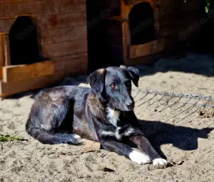 Wayona hat ein richtiges Zuhause verdient.  Wo bist du? Bild 3