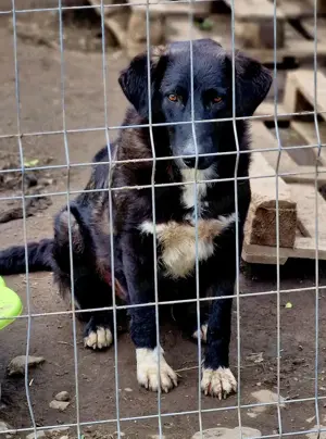 Wayona hat ein richtiges Zuhause verdient.  Wo bist du? Bild 7