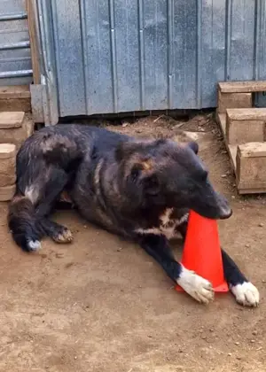 Wayona hat ein richtiges Zuhause verdient.  Wo bist du? Bild 4