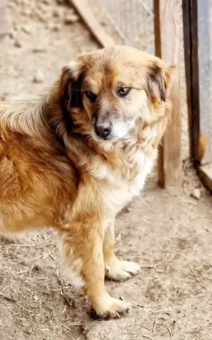 Duke ist total lieb und freundlich Bild 2