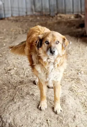 Duke ist total lieb und freundlich Bild 4