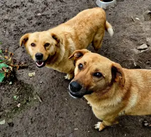 Liebenswerter Grogu sucht seine Menschen Bild 7