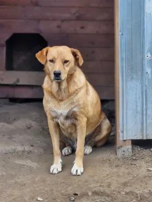 Liebenswerter Grogu sucht seine Menschen Bild 6