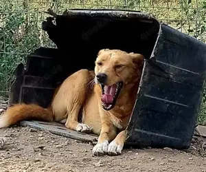 Liebenswerter Grogu sucht seine Menschen Bild 4