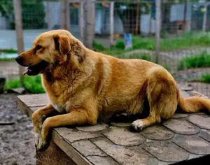 Liebenswerter Grogu sucht seine Menschen Bild 8