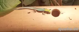 Phelsuma klemmeri 