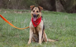 Aktives Zuhause für kluge Roxy gesucht