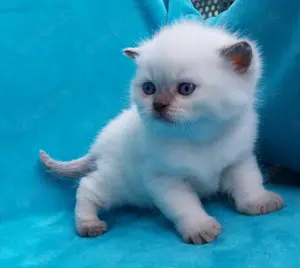 BKH KITTEN * Jungen + Mädchen * Eltern leben in Hannover * stubenrein + entwurmt * British Kurzhaar 