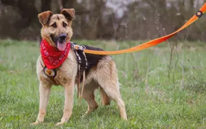 Aktive Familie für kluge Roxy gesucht Bild 2