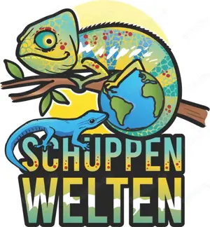 Königspython 1.2 Clown Project (Python Regius) Bild 4