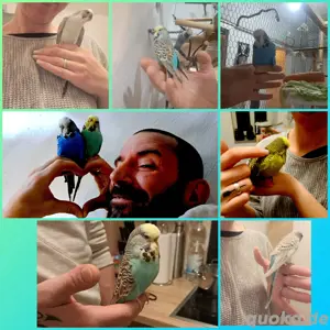 Wellensittiche alle Handzahm und kinderlieb  Bild 4