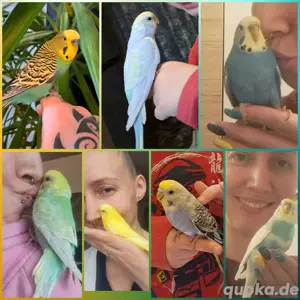 Wellensittiche alle Handzahm und kinderlieb  Bild 5