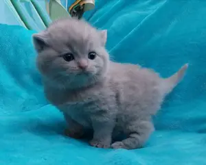 BKH KITTEN * Jungen + Mädchen * stubenrein + entwurm * Eltern leben in Hannover * British Kurzhaar 