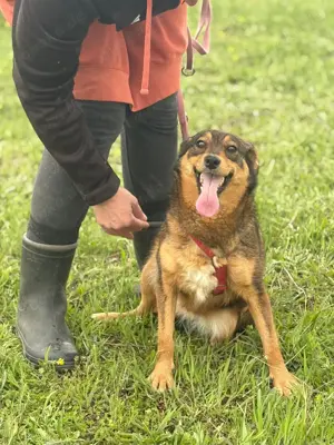 Shuri, sucht eine liebevolle Familie Bild 3 Shuri, sucht eine liebevolle Familie Bild 3