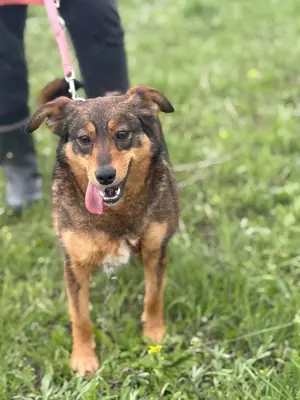 Shuri, sucht eine liebevolle Familie Bild 2 Shuri, sucht eine liebevolle Familie Bild 2