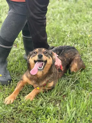 Shuri, sucht eine liebevolle Familie Bild 4 Shuri, sucht eine liebevolle Familie Bild 4