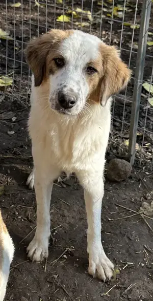 Melania, geb. ca. 01 2024, lebt in GRIECHENLAND, im städt. Tierheim Serres Bild 8