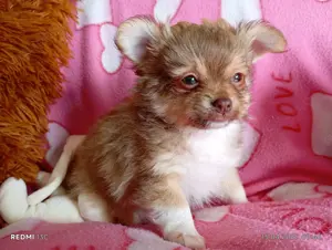 Pomchi Welpen zu verkaufen