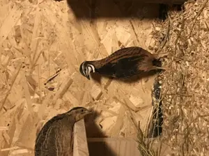 Bruteier Harlekinwachteln  Bild 2