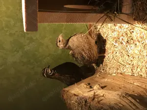 Bruteier Harlekinwachteln  Bild 3