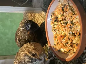 Bruteier Harlekinwachteln  Bild 4