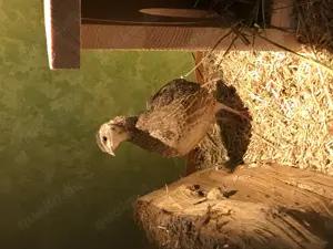 Bruteier Harlekinwachteln  Bild 5