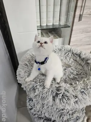 BKH Kitten Kätzchen Britisch Kurzhaar 