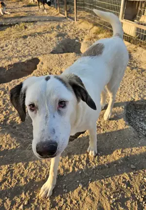 Lana, geb. ca. 01 2024, lebt in GRIECHENLAND, im städt. Tierheim Serres  Bild 7