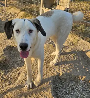 Lana, geb. ca. 01 2024, lebt in GRIECHENLAND, im städt. Tierheim Serres  Bild 8