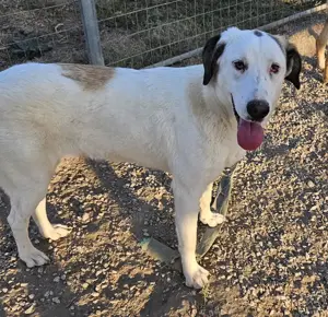 Lana, geb. ca. 01 2024, lebt in GRIECHENLAND, im städt. Tierheim Serres  Bild 9