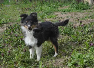 Sheltie-Welpen  mit FCI-Dokumenten Jungs